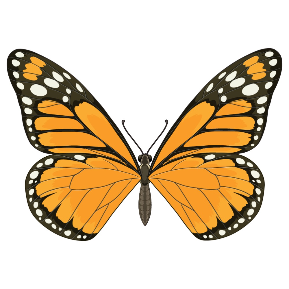 BD-Butterfly-Cutout-03_1_-Frm_216096.jpg