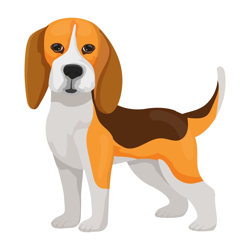 BD-Dogs-Full-Beagle_1_-Frm_510665.jpg