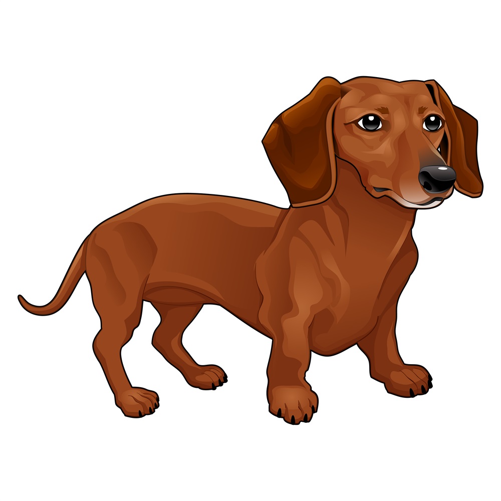 BD-Dogs-Full-Daschund_1_-Frm_757816.jpg