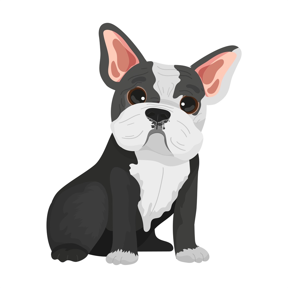 BD-Dogs-Full-French-Bull-Dog_1_-Frm_761255.jpg