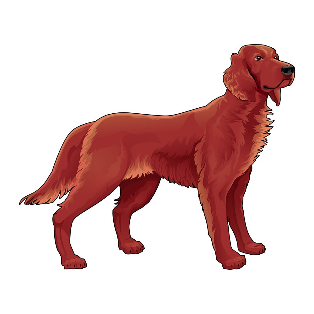 BD-Dogs-Full-Irish-Setter_1_-Frm_645687.jpg