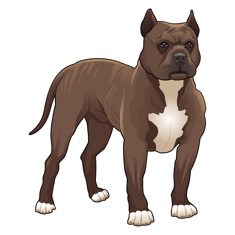 BD-Dogs-Full-Pit-Bull_1_-Frm_975088.jpg