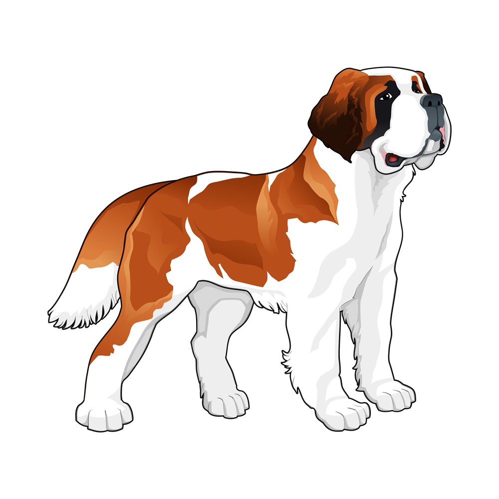 BD-Dogs-Full-Saint-Bernard_1_-Frm_398357.jpg