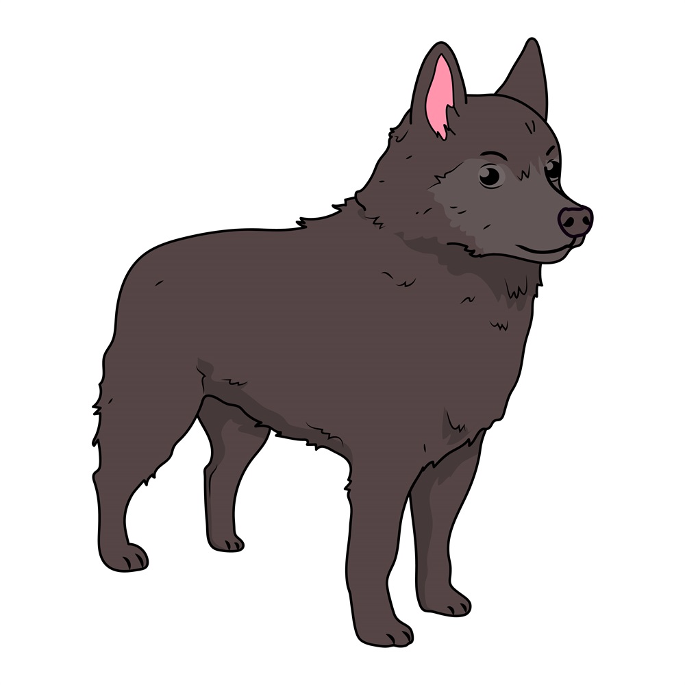 BD-Dogs-Full-Schipperke_1_-Frm_212419.jpg