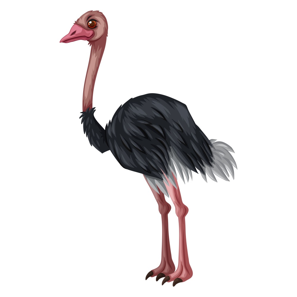 BD-Jungle-Cutout-Ostrich_1_-Frm_402116.jpg