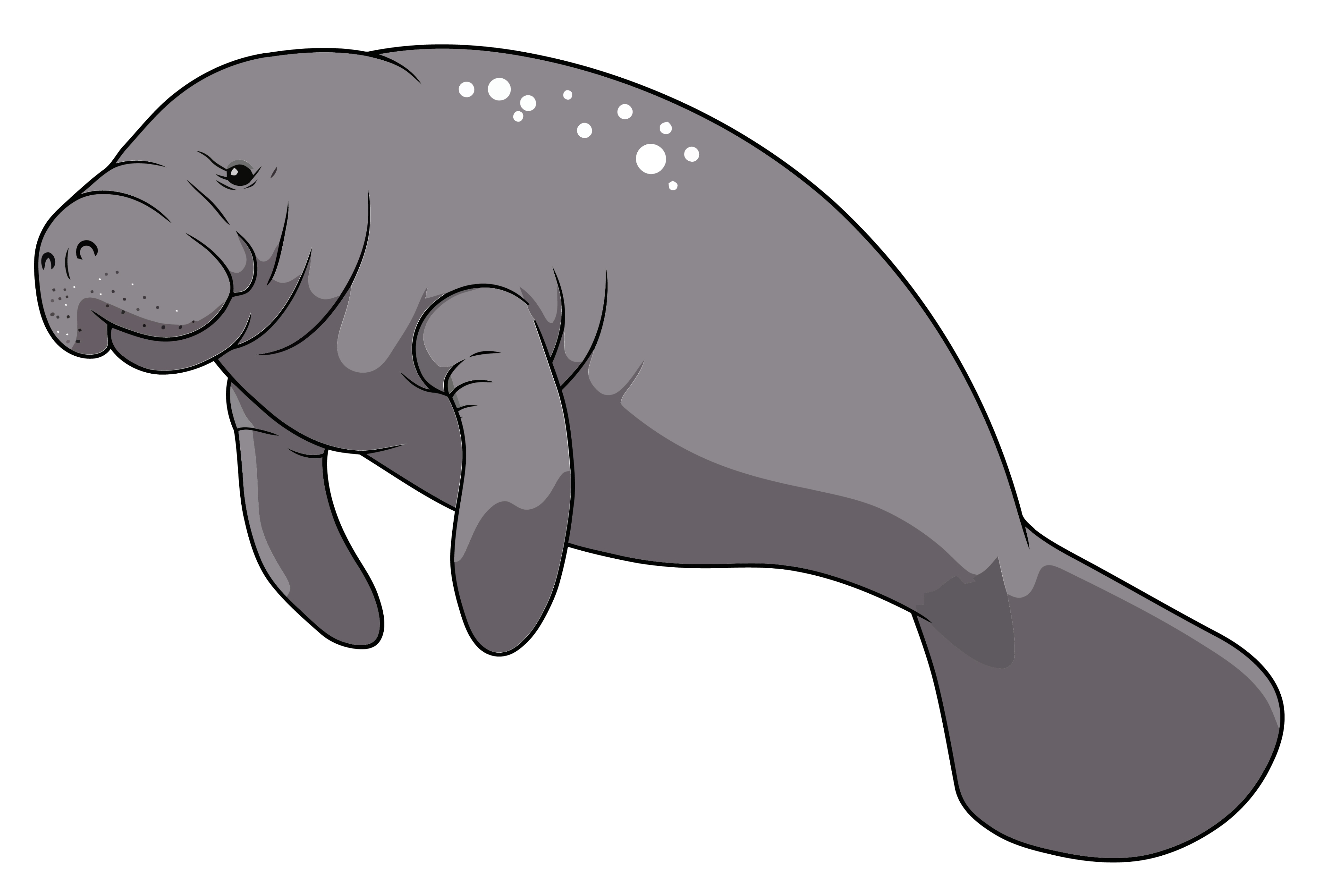 BD-Under-Sea-Cutout-Manatee_1_-Frm_787729.jpg