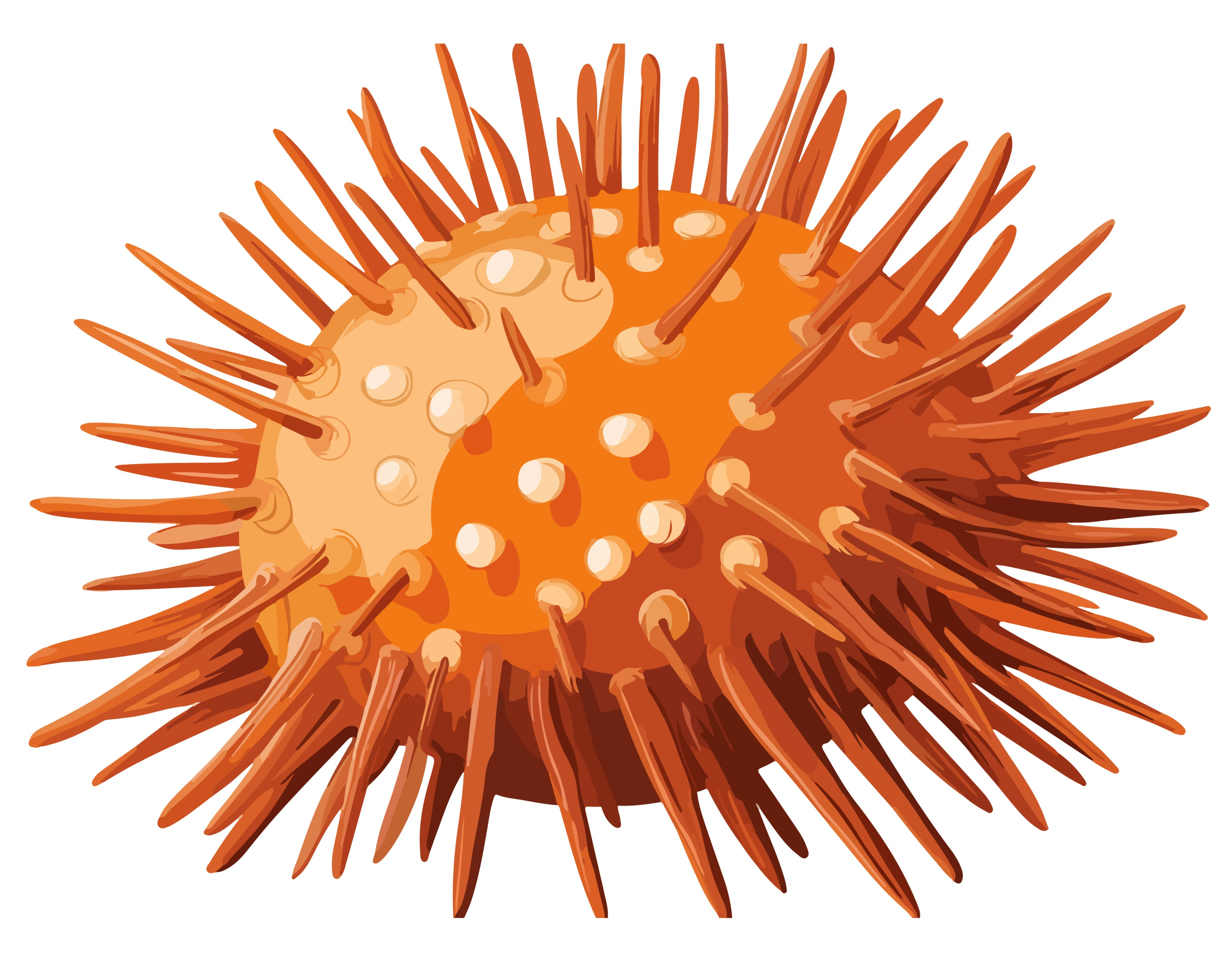BD-Under-Sea-Cutout-Sea-Urchin_1_-Frm_990823.jpg