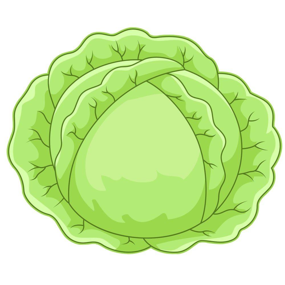 BD-Veg-Cutout-Plain-Cabbage_1_-Frm_511625.jpg