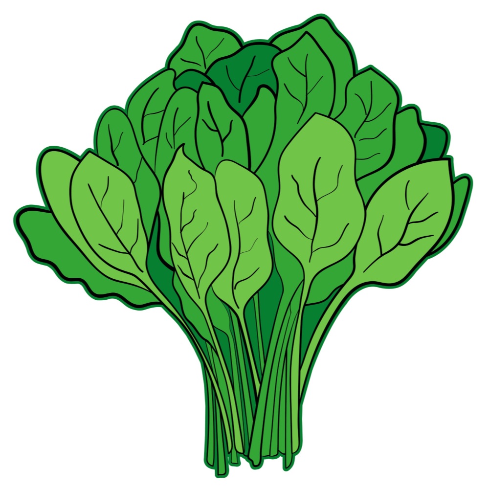 BD-Veg-Cutout-Plain-Spinach_1_-Frm_809313.jpg