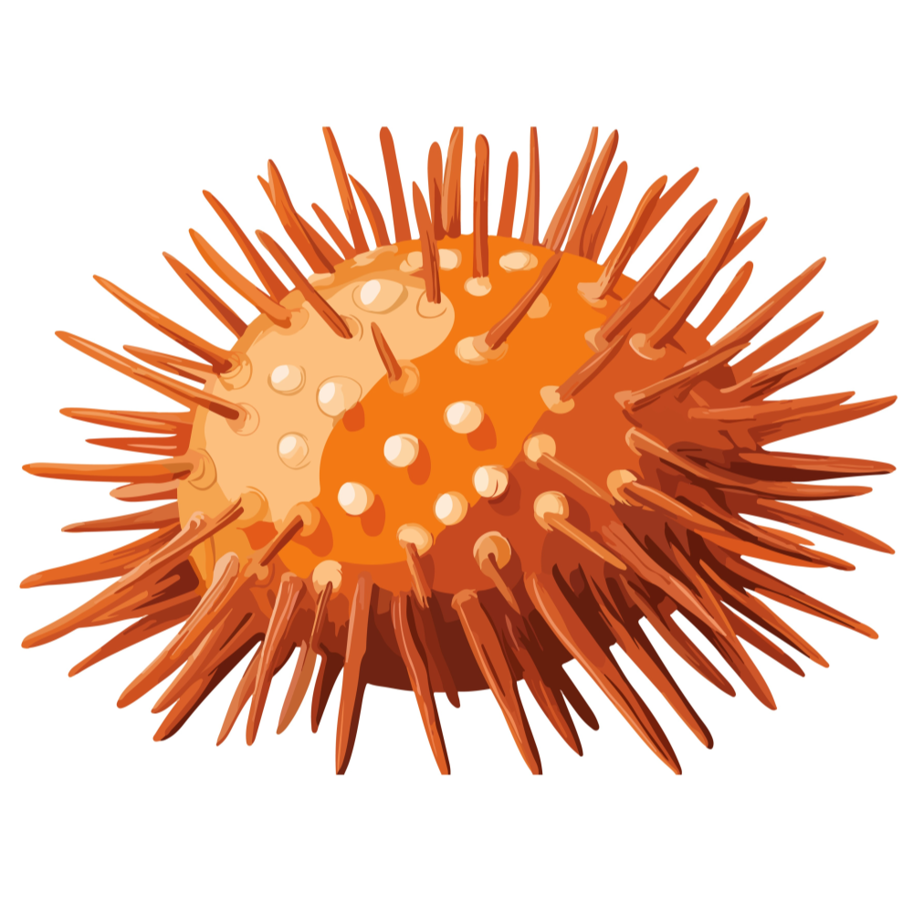 RS-BD-Under-Sea-Cutout-Sea-Urchin_1_-Frm_990823.jpg
