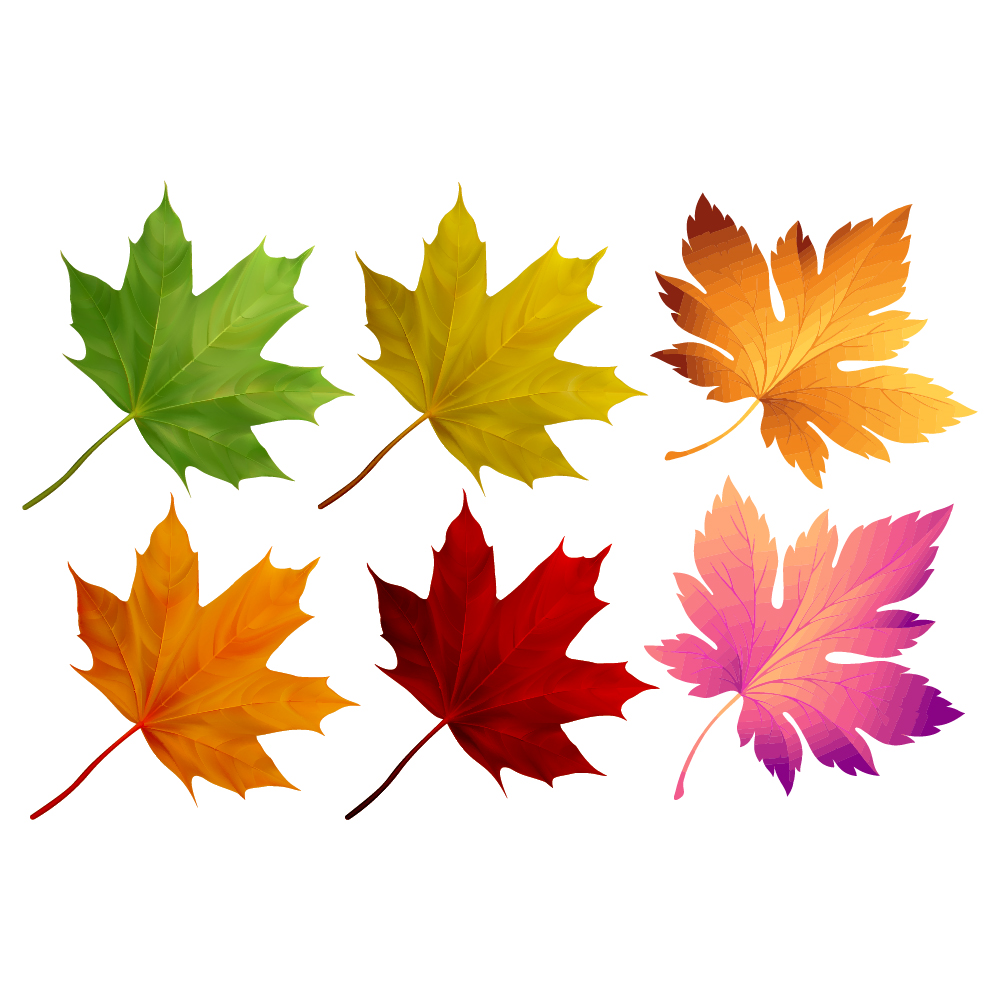 TG-Thanksgiving-Maple-Leaf-1_1_-Frm_280059.jpg